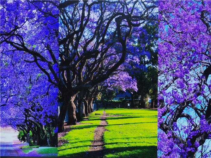 绵阳Cmp冠军沐日旅行社2025年澳洲暨秋季线路品鉴会